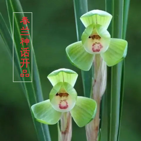 国兰春兰正宗组培出瓶苗浓香新品荷瓣神话室内耐阴兰草名品高档花