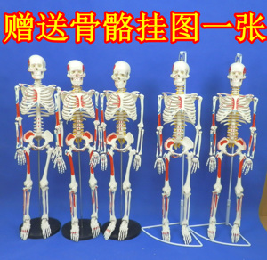 骨架模型45cm85cm人体骨骼模型全身脊椎骨骼脊柱模型骨骼标本