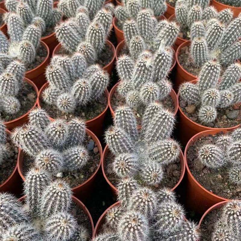 多头奇想丸 群生仙人球仙人掌类植物盆栽多肉花卉室内花开花奇趣