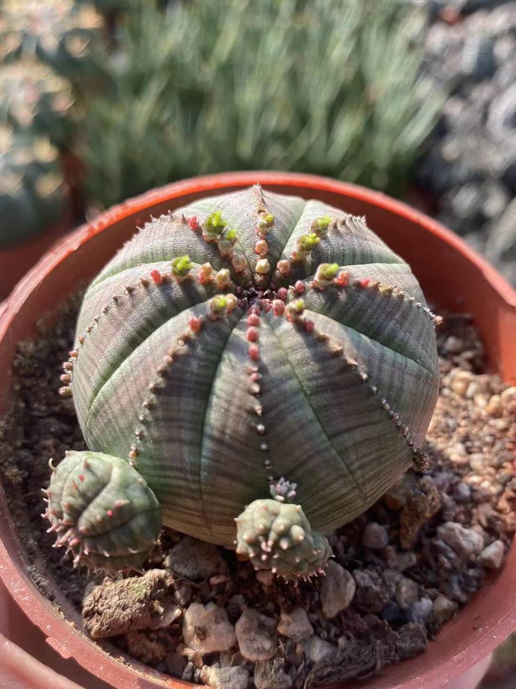 布纹球仙人球自根大戟科大戟属可爱盆栽多肉植物精品开花仙人掌