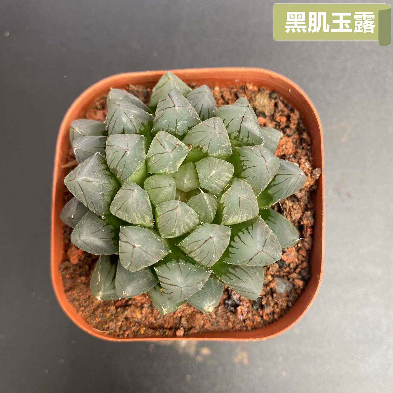 黑肌玉露多肉植物十二卷属精品办公室桌面绿植盆栽新手套餐肉肉