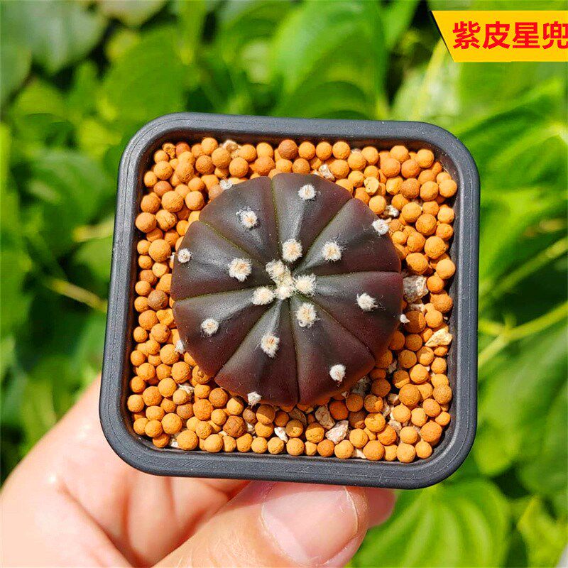 紫皮星兜实生仙人球 变异稀有品种精品新手好养花卉仙人掌小盆栽