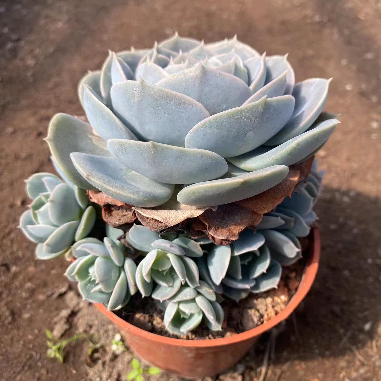 鲁氏石莲多肉植物群生多头带崽老桩带崽精品大颗组合盆栽新手套餐