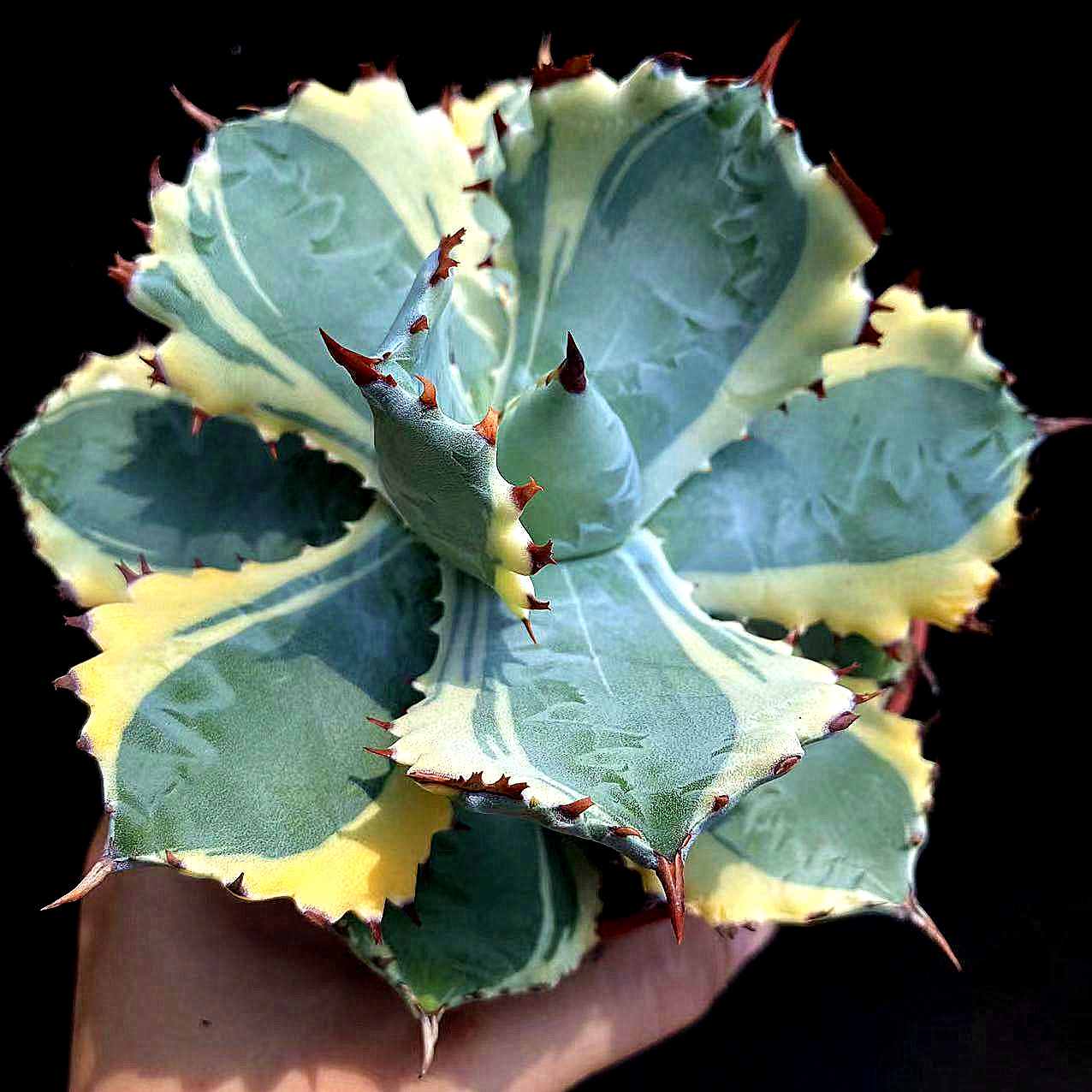 甲蟹锦龙舌兰科大型造型植物带锦变异稀有品种冷门小众多肉盆栽