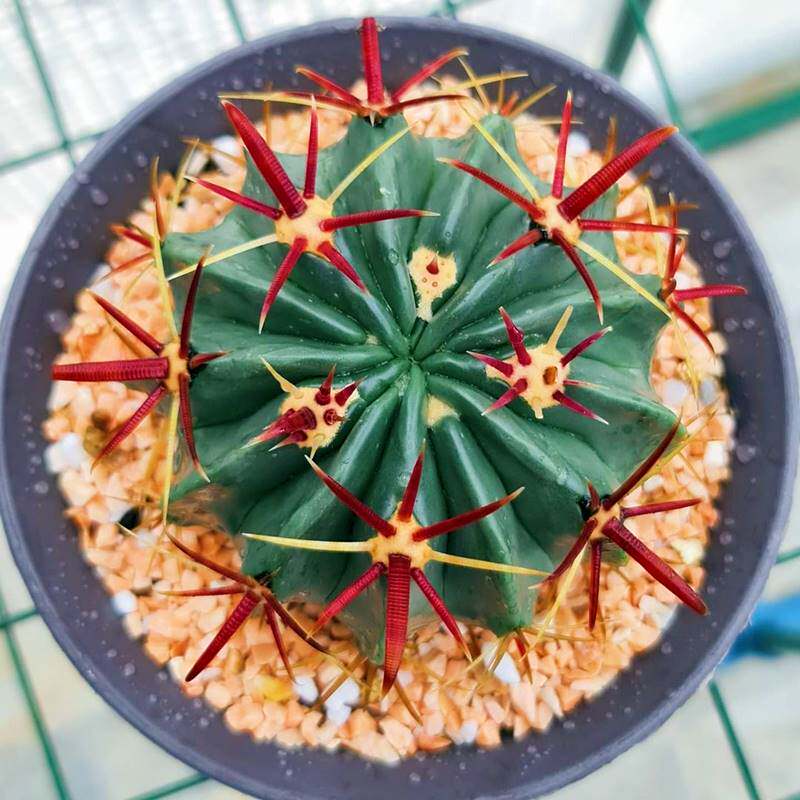 日出仙人球红刺宽刺开花多肉植物好养活易度夏落地室内桌面小盆栽