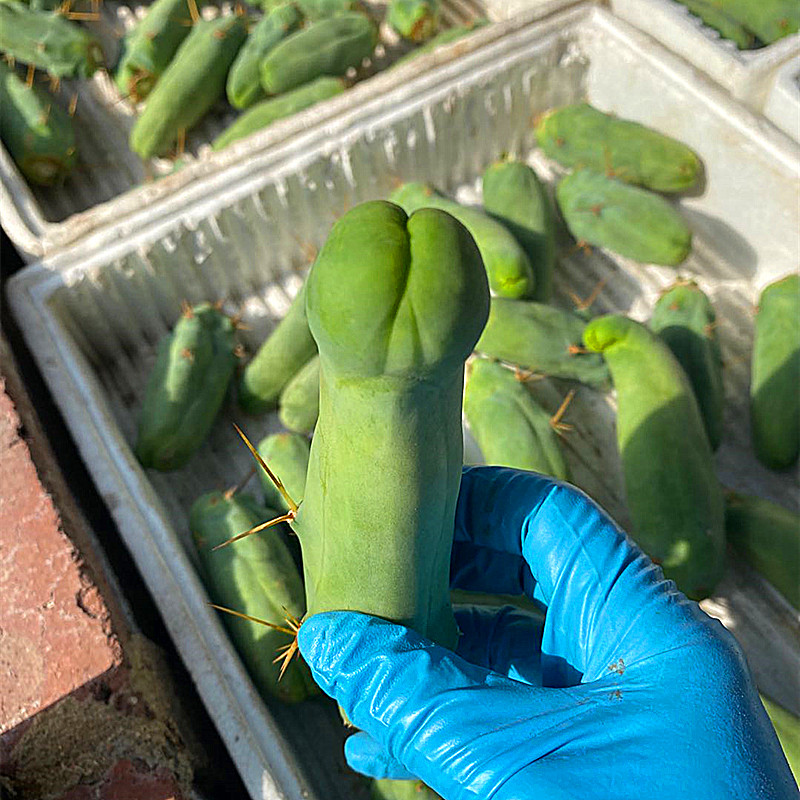 绿竹自根仙人柱类植物多肉花卉盆栽室内小绿植jj柱程程稀有品种