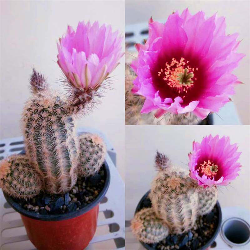 echinocereus折墨虾鹿角柱属仙人球实生进口稀有品种多肉植物盆栽
