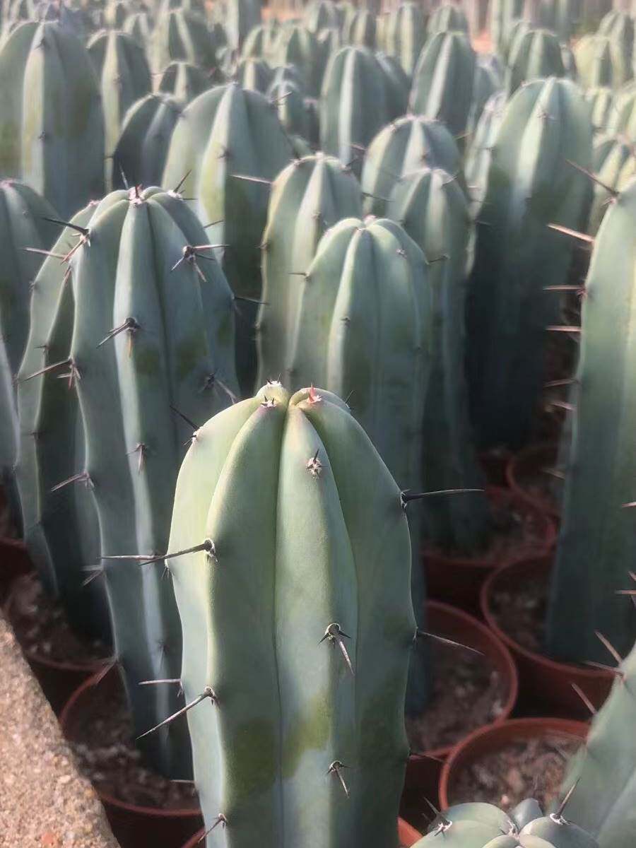 龙神木仙人柱仙人掌类植物北欧风室内花卉花多肉植物小盆栽仙人球