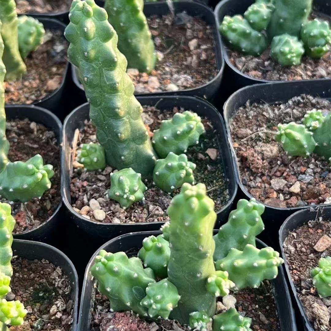 水仙情郎仙人球开花稀有品种冷门无刺仙人掌多肉植物盆栽新品现货