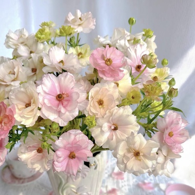 蝴蝶洋牡丹 灵动仙气水培鲜切枝