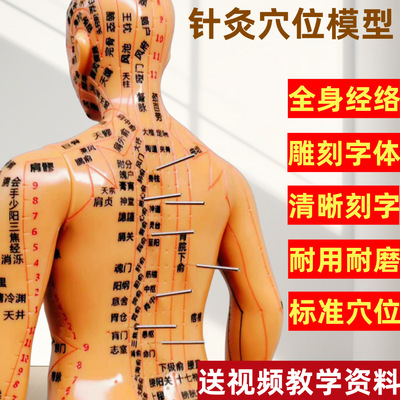 针灸穴位人体模型中医经络小铜人十二经络人体模型男女全身穴位人