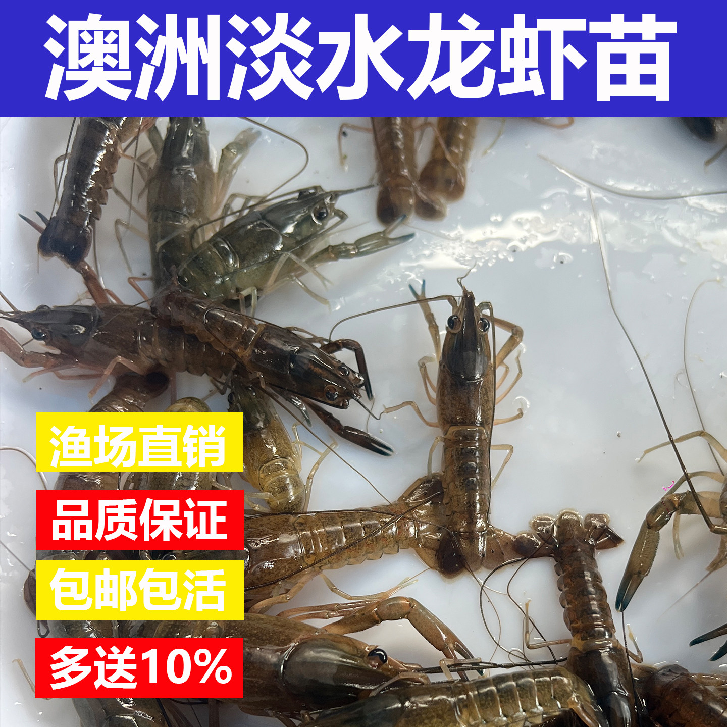 澳洲淡水龙虾苗活体包活包邮