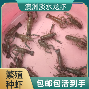 澳洲淡水龙虾虾苗 鱼缸观赏虾宠物鳌虾鲜活 繁殖种虾