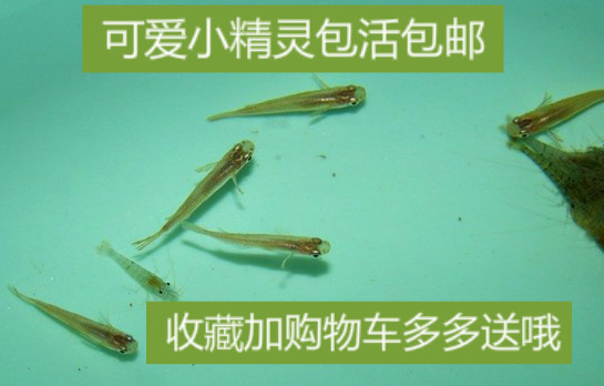 中华青鳉鱼非普通桂系 观背青鳉 小型鱼群游 除油膜活体饲料