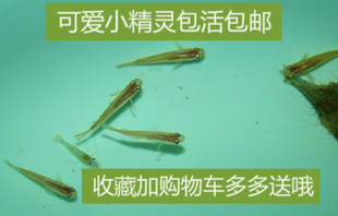 中华青鳉鱼非普通桂系 观背青鳉   小型鱼群游  除油膜活体饲料