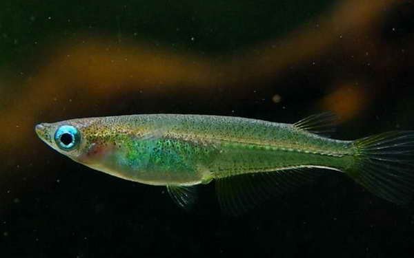 《蓝眼青鳉鱼 》观背 桂系 小型 观赏鱼 不打氧 冷水 群游鱼 原生