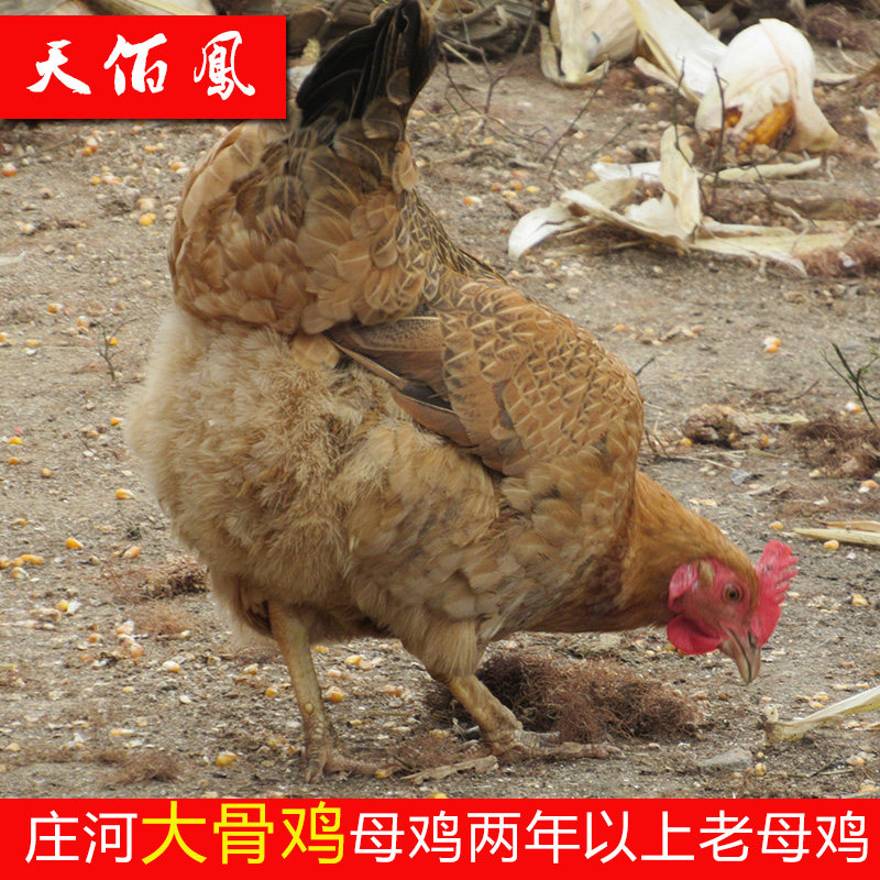 正宗农家散养庄河大骨鸡老母鸡 三年以上溜达鸡 土鸡月子鸡滋补鸡