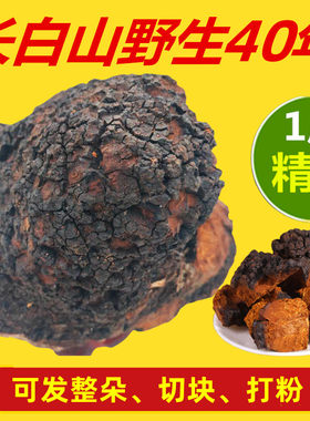 长白山野生桦树茸桦树泪桦树榕白桦树茸东北华树蓉华树茸茶华树荣
