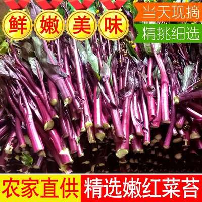 湖北农家自种红菜苔新鲜青菜武汉紫菜苔洪山菜薹当季蔬菜现摘