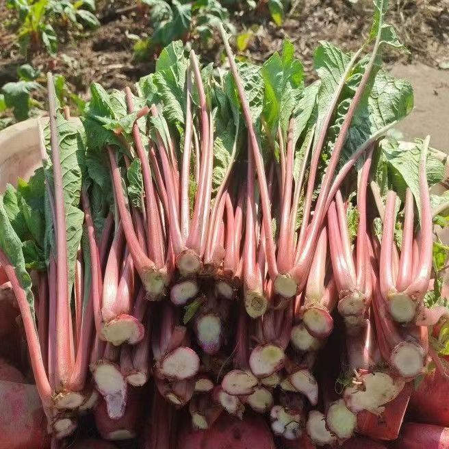 萝卜缨子新鲜萝卜菜做泡菜萝卜杆子酸菜萝卜梗子当季蔬菜农家自种