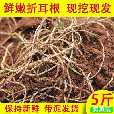 湖北新鲜鱼腥草折耳根嫩根无叶带泥节节根当季蔬菜开胃凉拌现挖