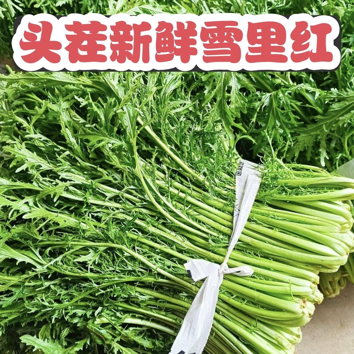 新鲜雪里红当季冲菜雪菜农家现摘叶菜类