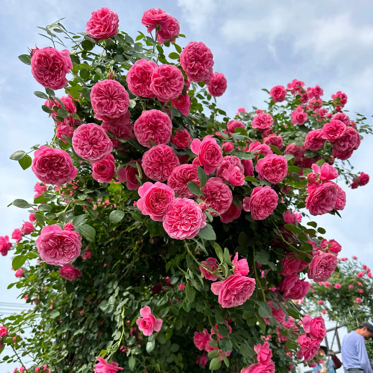 粉色达芬奇 花期长多季节开花大型藤本爬墙月季阳台盆栽庭院地栽