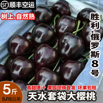 天水大樱桃胜利俄8国产车厘子当季孕妇新鲜水果高山套袋樱桃现摘