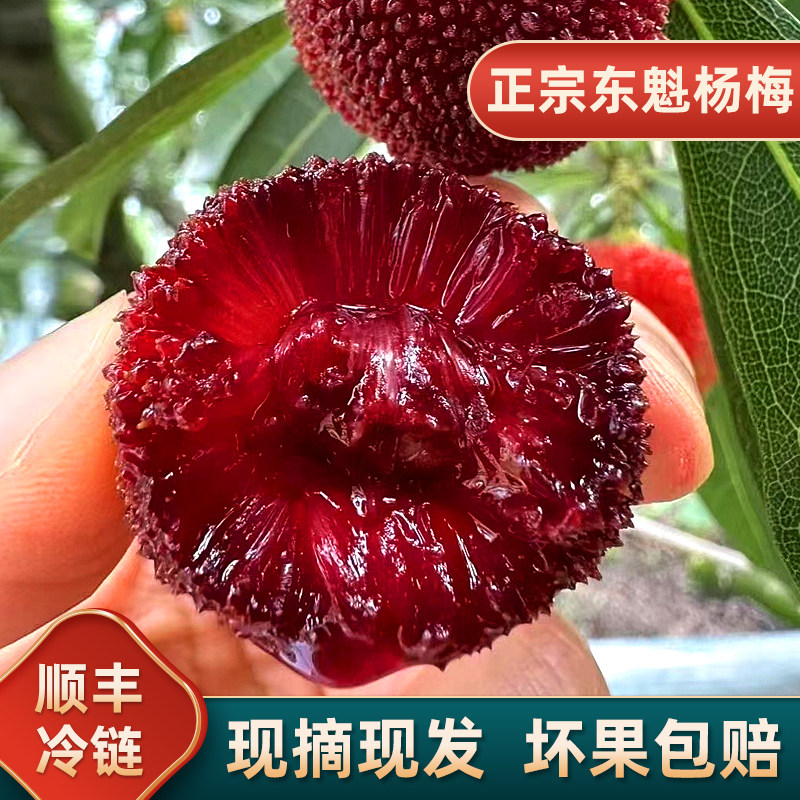 【顺丰冷链】10A精品特大果浙江高山露天大棚东魁杨梅现摘现发