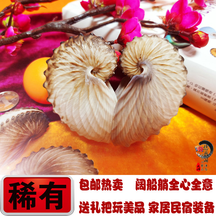 稀有天然海螺贝壳阔船蛸扁船蛸标本螺船鱼缸造景装饰品工艺品摆件