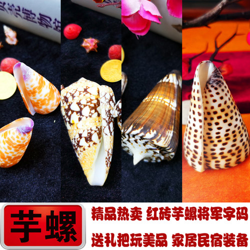 悠哉阁红砖芋螺海军上将芋螺稀有