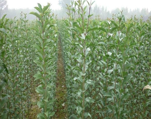 中药材树苗女贞子南方北方种植树苗庭院地栽四季常青