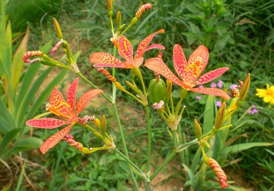 射干花苗乌蒲庭院观花