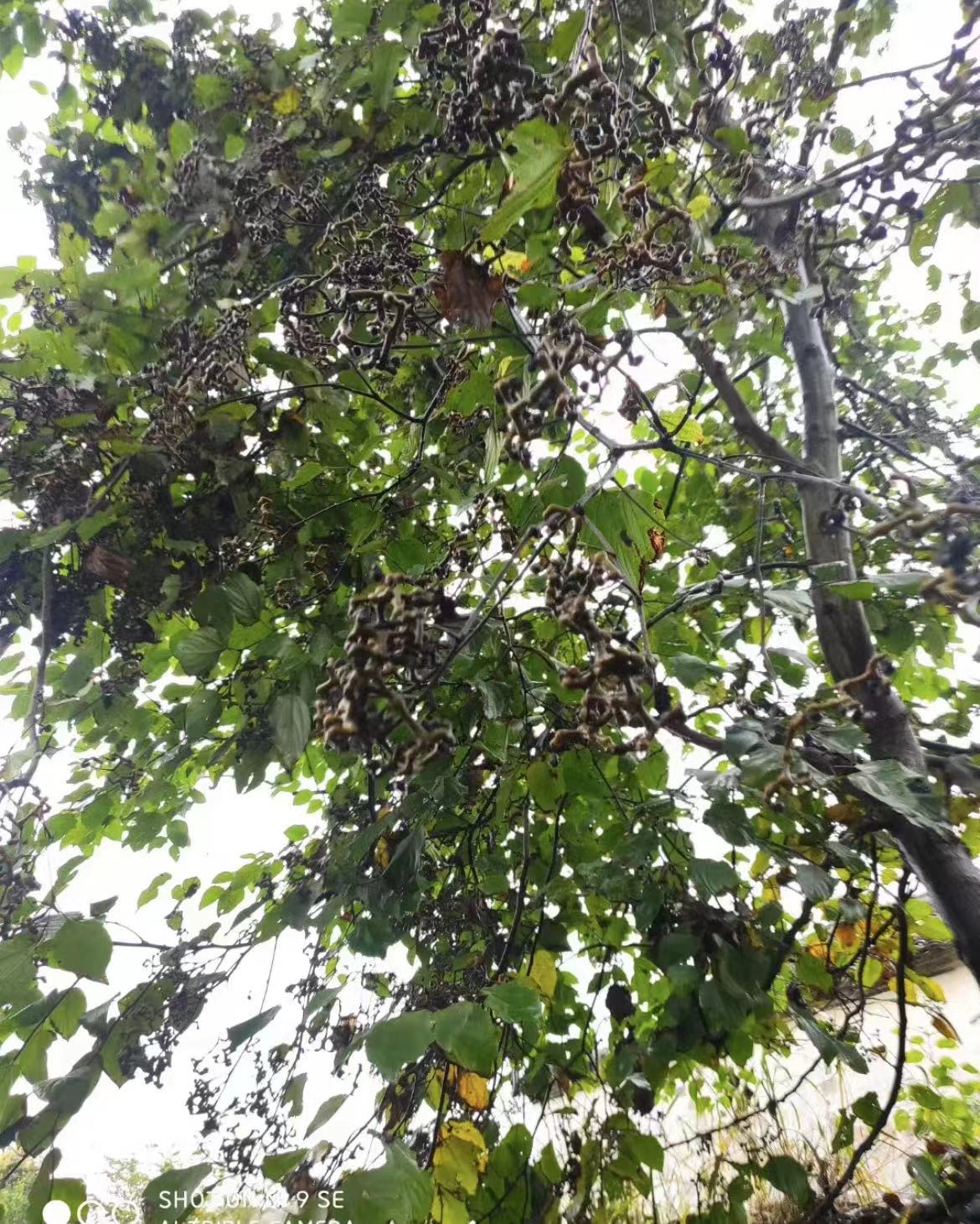 正宗中药材拐枣苗树 特大非嫁接万寿果树当年结果糖果树地栽庭院