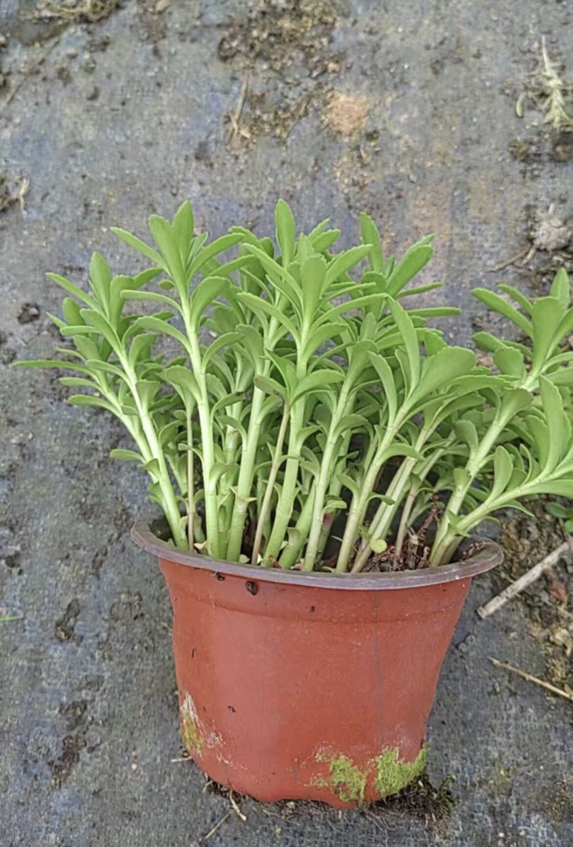 养心菜可食用植物三七草蚊虫叮咬止痒消肿高钙养心菜阳台整盆发货