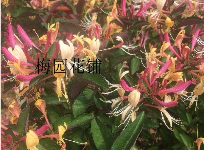 金银花树苗苗木庭院盆栽绿化红黄金银花室内外盆栽绿植包成活