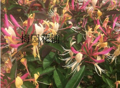 金银花树苗苗木庭院盆栽绿化红黄金银花室内外盆栽绿植包成活
