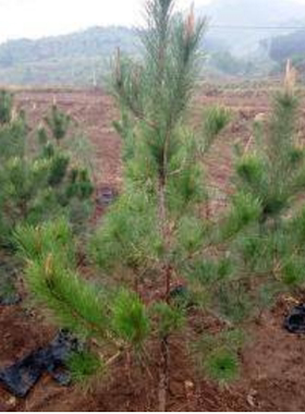 油松树苗油松小苗庭院植物行道绿化苗木油松苗包邮1.6米高
