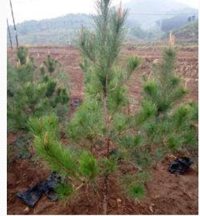 油松树苗油松小苗庭院植物行道绿化苗木油松苗包邮1.6米高