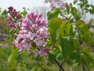 丛生小叶丁香花盆栽灌木门前树苗