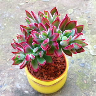 锦晃星多肉植物老桩多头群生盆栽阳台露养花卉新手懒人肉肉好养活