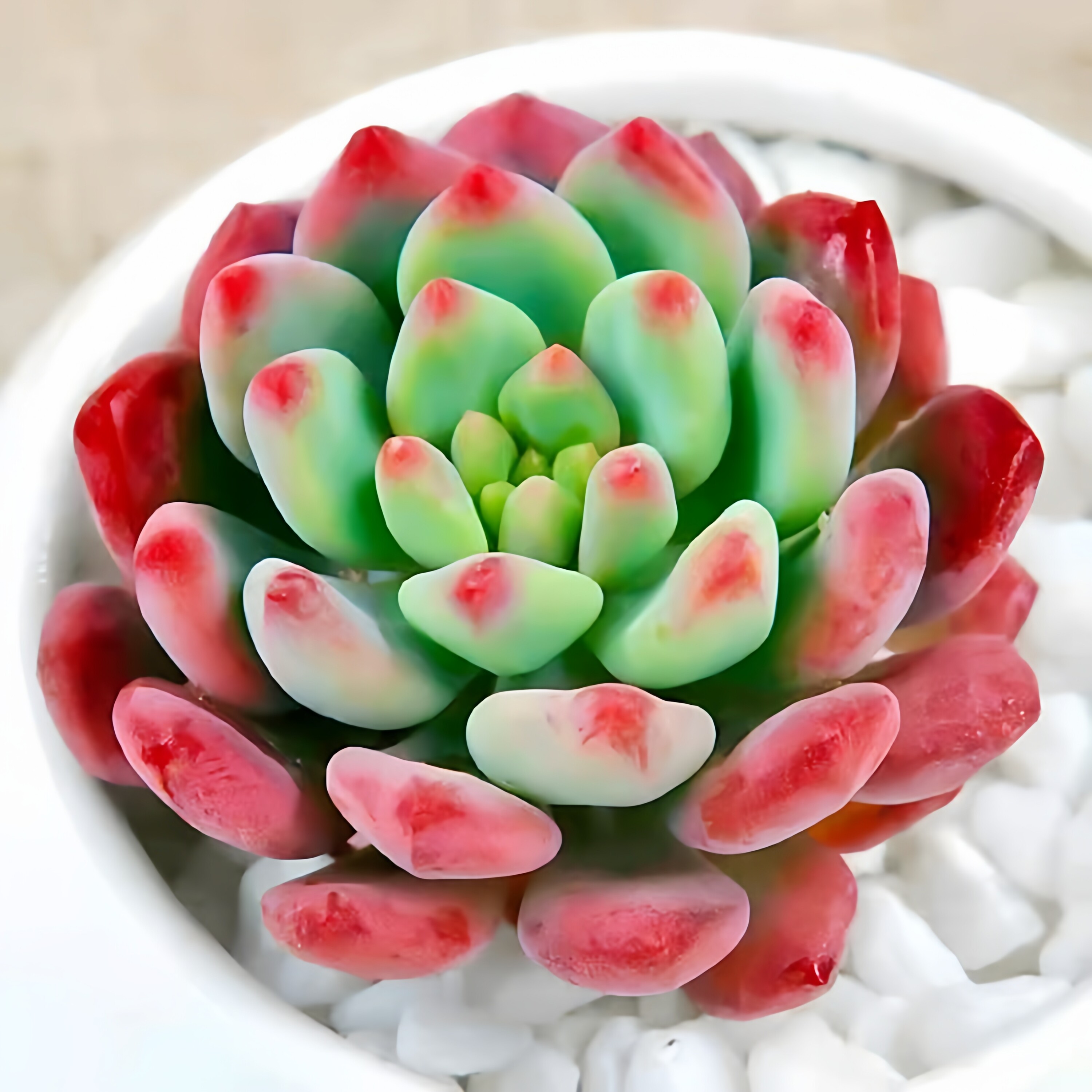 蓝苹果多肉植物懒人窗台阳台