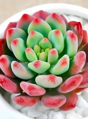 蓝苹果多肉植物懒人窗台阳台