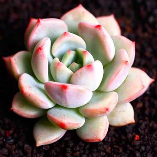 蜜桃格林多肉植物花卉绿植盆栽