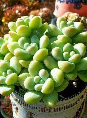 天使之泪多肉植物室内办公室阳台