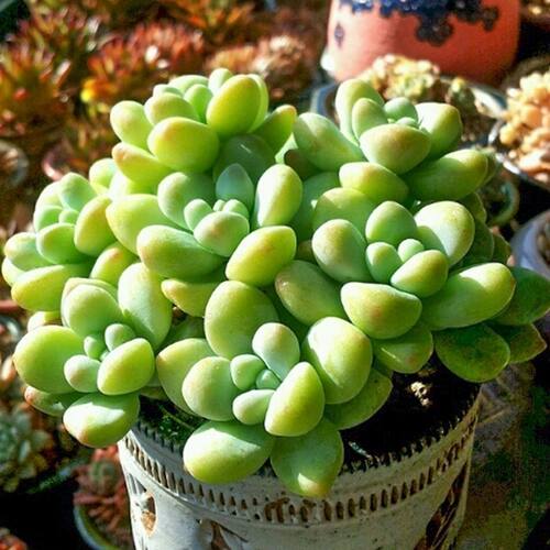 天使之泪多肉植物室内办公室阳台