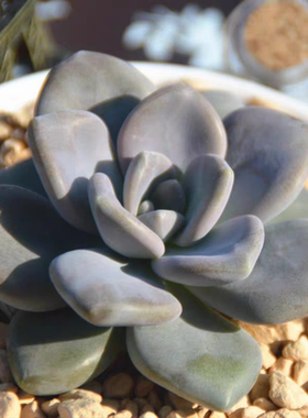 冬美人多肉植物耐旱新手好养
