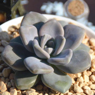 冬美人多肉植物新手懒人阳台办公室庭院室内好养活盆栽绿植花卉