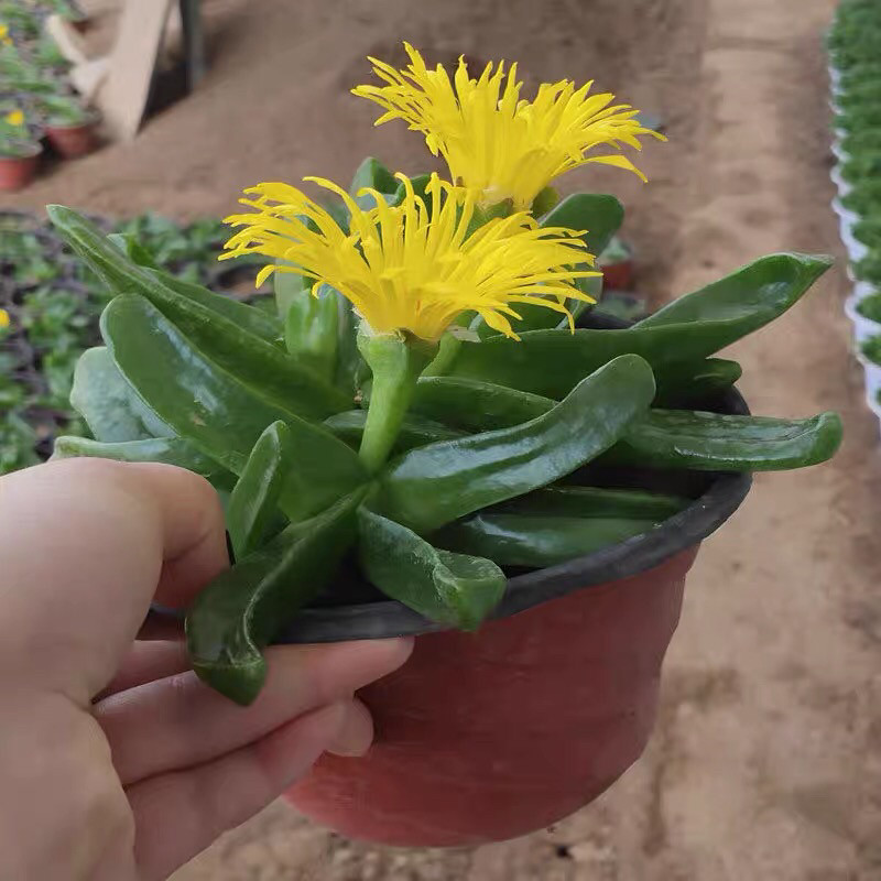 佛手托金多肉植物多头群生绿植花卉盆栽阳台带盆新手好养肉肉