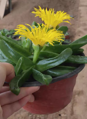 佛手托金多肉植物老桩大棵